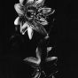 Else Thalemann | Passiflora Imperatrice Eugenie - Passionsblume, 1934